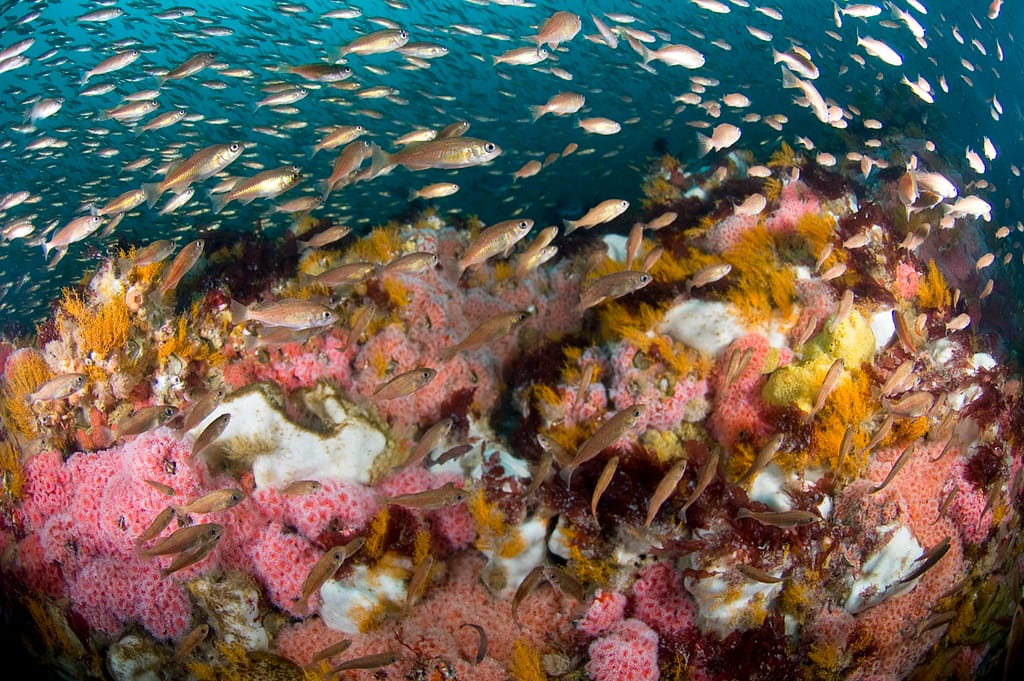 Schools of colorful fish and marine life near the surface of Cordell Bank