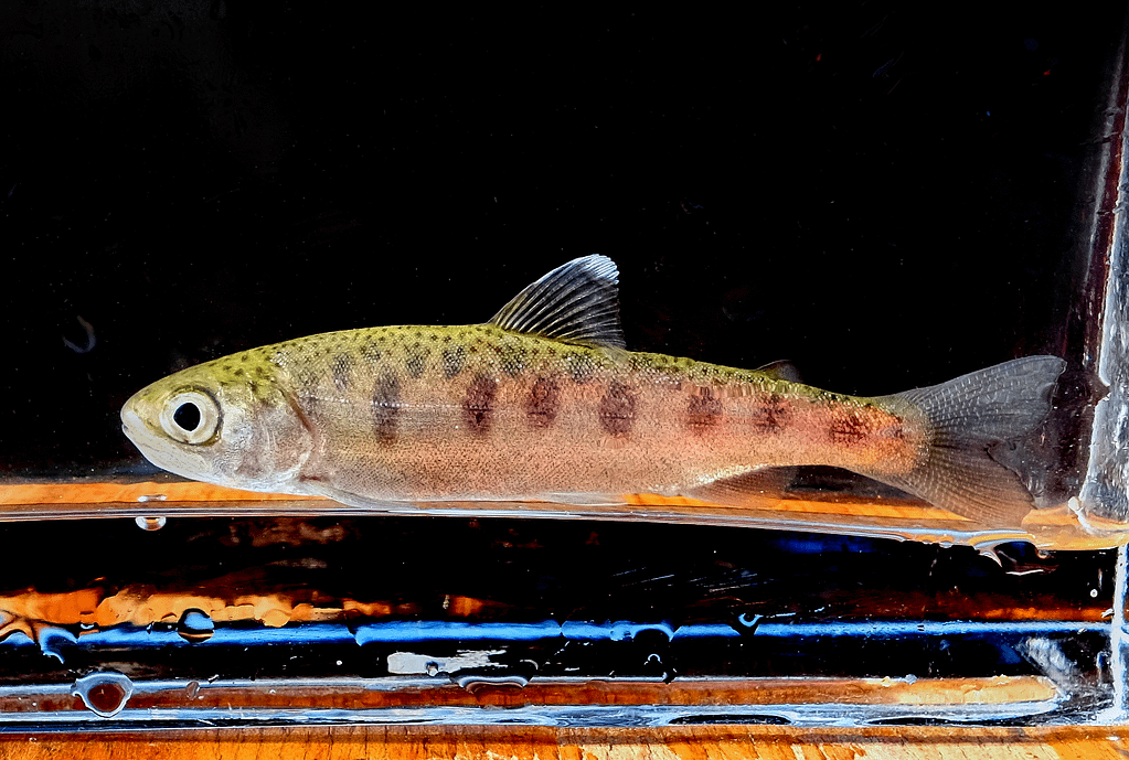 A wild baby Chinook salmon, three inches long, from a small California creek, miles from the ocean, being measured before release back into the forest water.