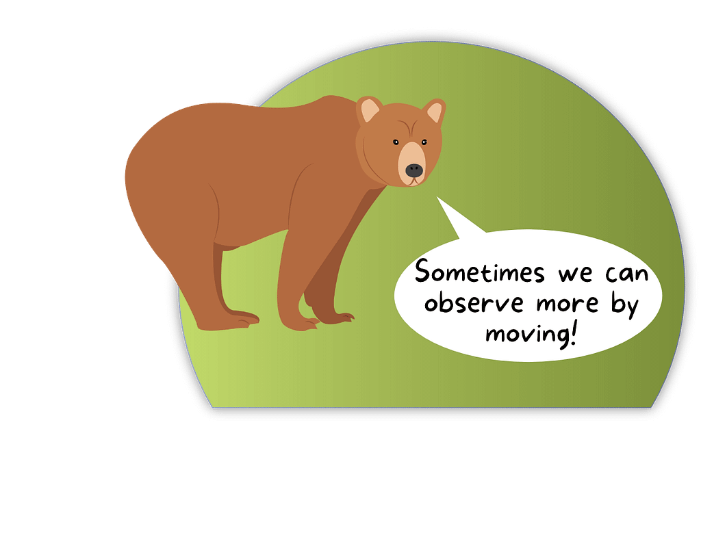 bear selection 2