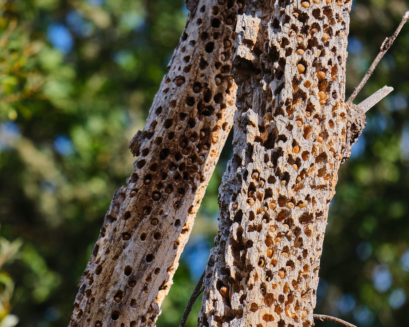Acorn woodpeckers create pantries of acorns for future meals in old oak trees in Sonoma County
