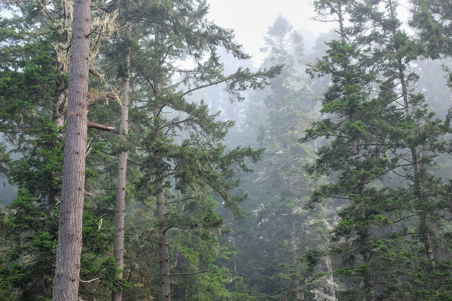 Misty forest
