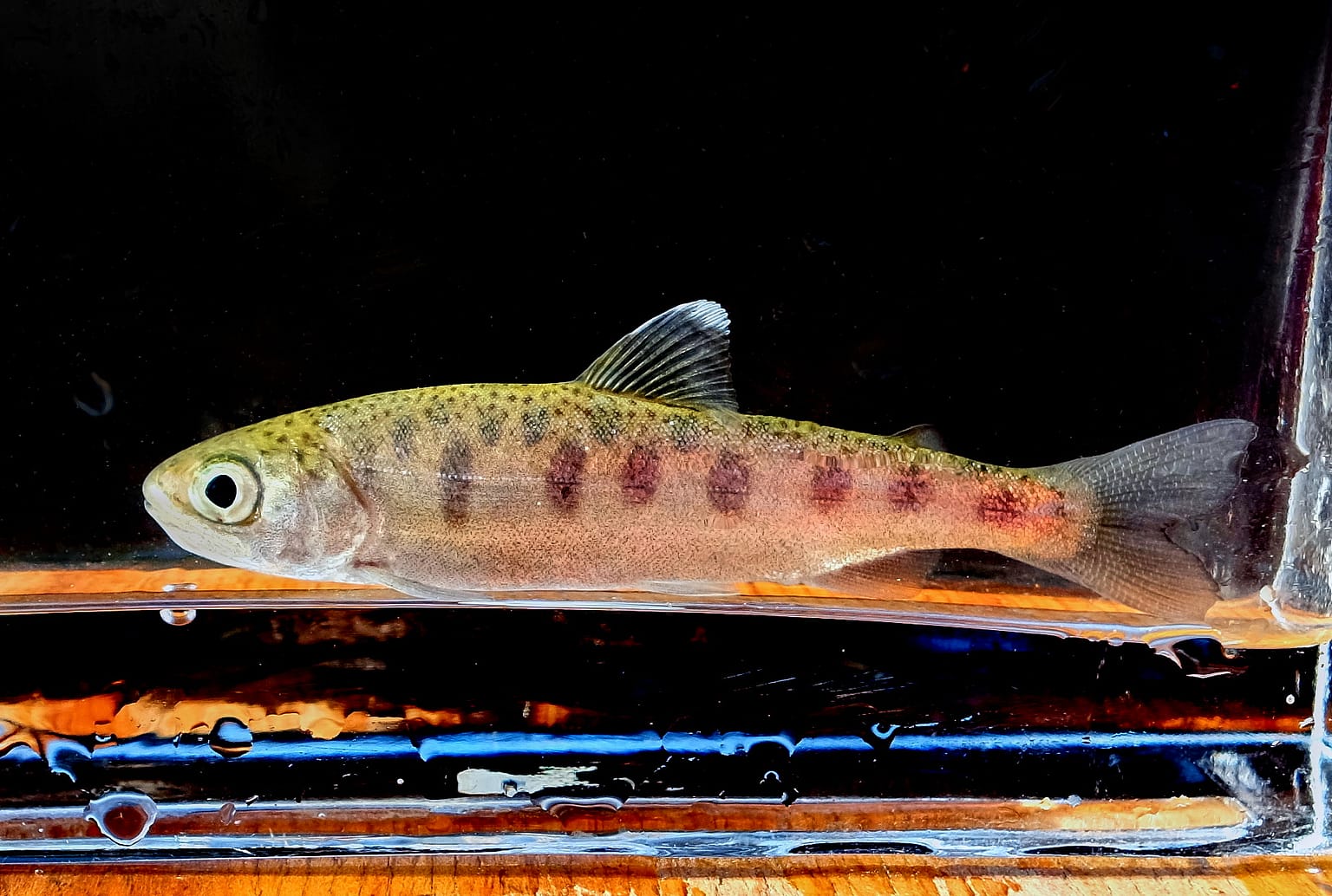 A wild baby Chinook salmon, three inches long, from a small California creek, miles from the ocean, being measured before release back into the forest water.