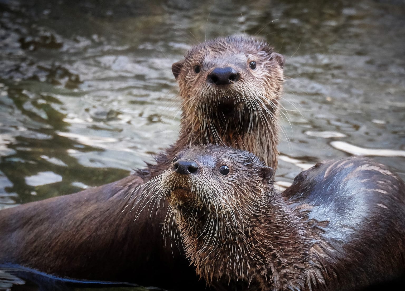 Close up of two cute brown furry California river otters peering at the viewer from a river