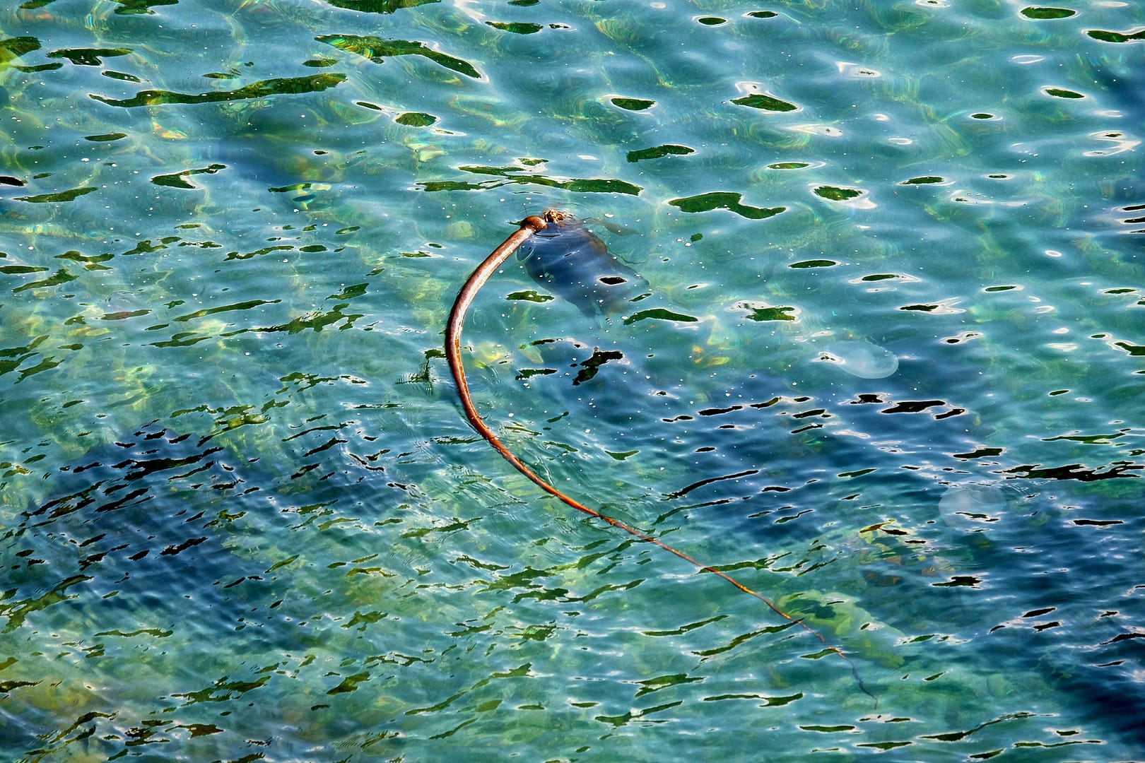 Multicolor blues and greens ocean water, Gerstle Cove
