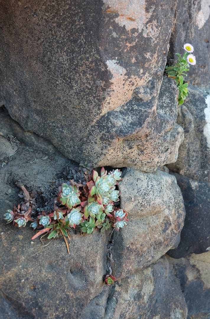 Succulents clinging to a California coast rock.