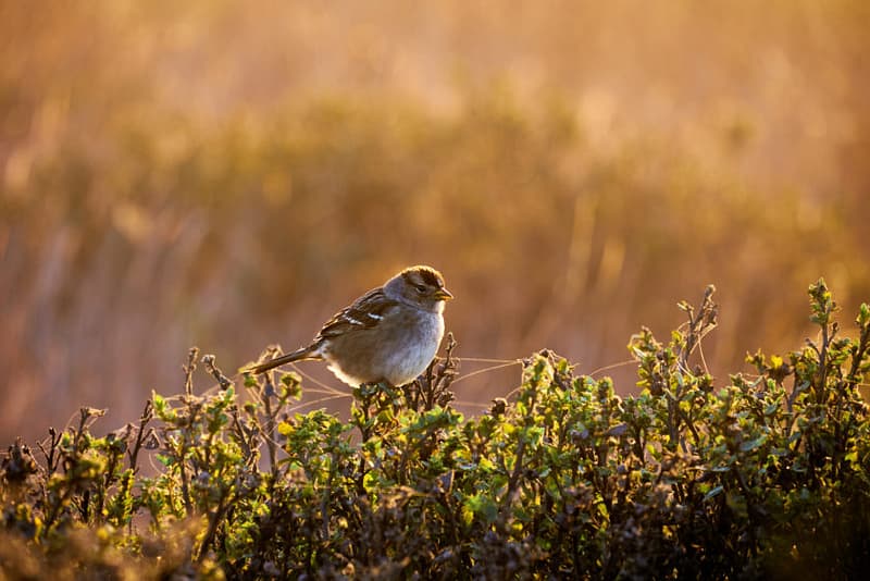 Tiny bird fluffed against the cold in golden winter twilight.