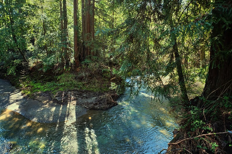 stream through redwood forest