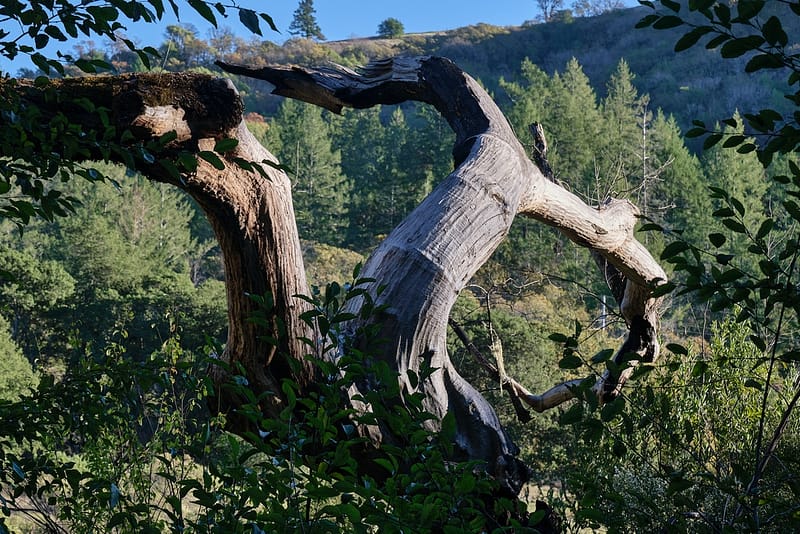 Wide, old oak tree broken and falling, in a hillside in Sonoma county