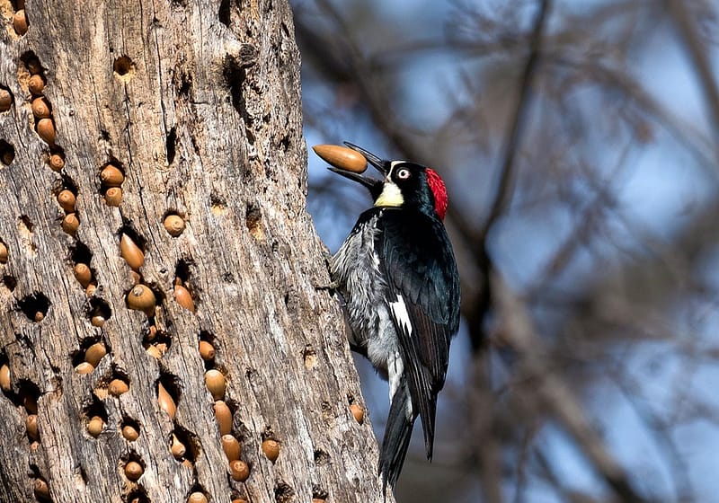 Red capped black and white Acorn Woodpecker clinging to a tree holding an acorn in its beak, ready to store it.