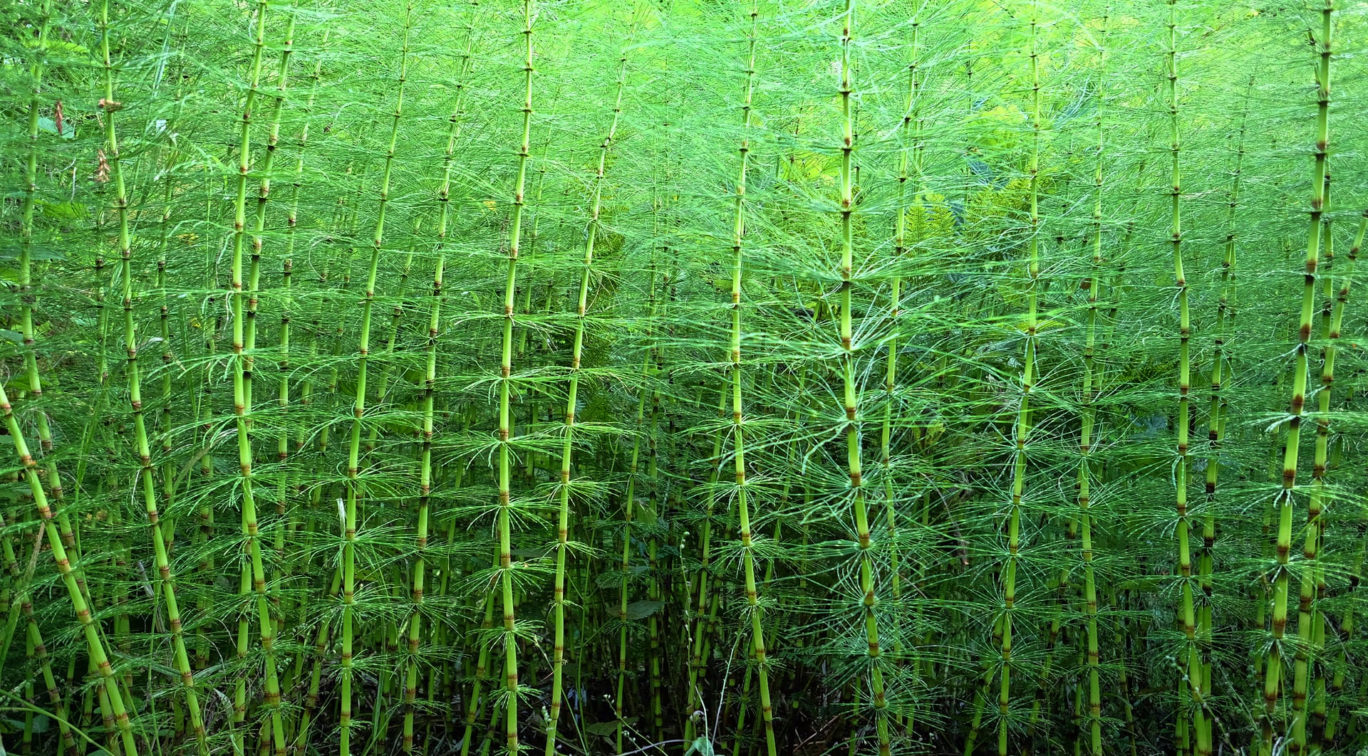 Horsetailforest noloss