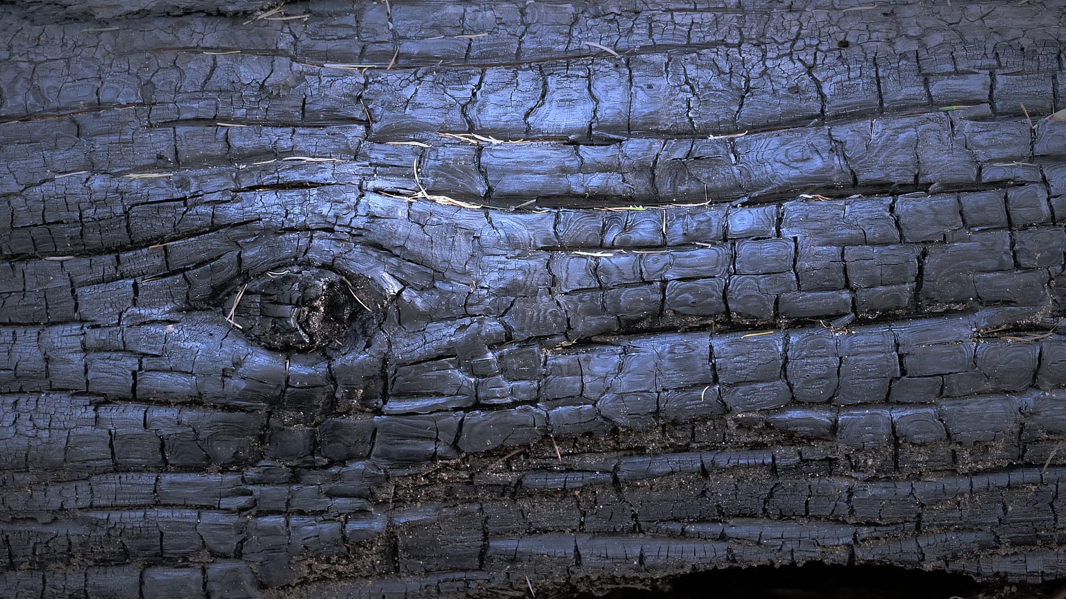 black charred wildfire log