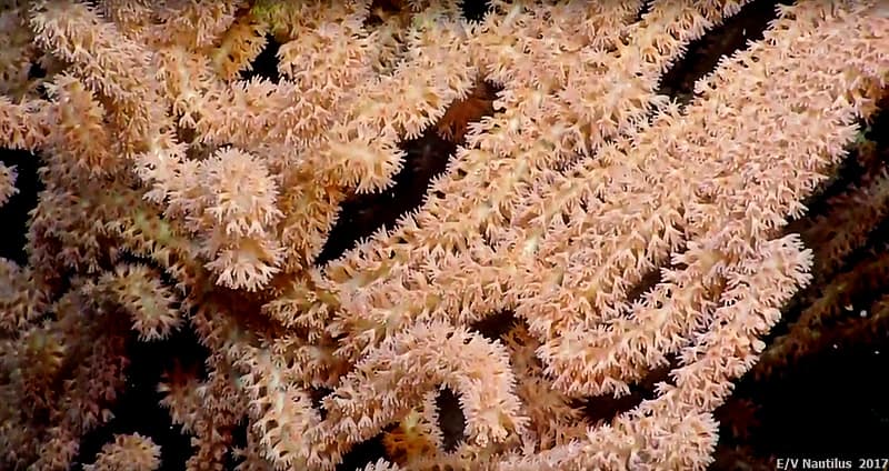 bamboo coral polyps nautilus aug2017