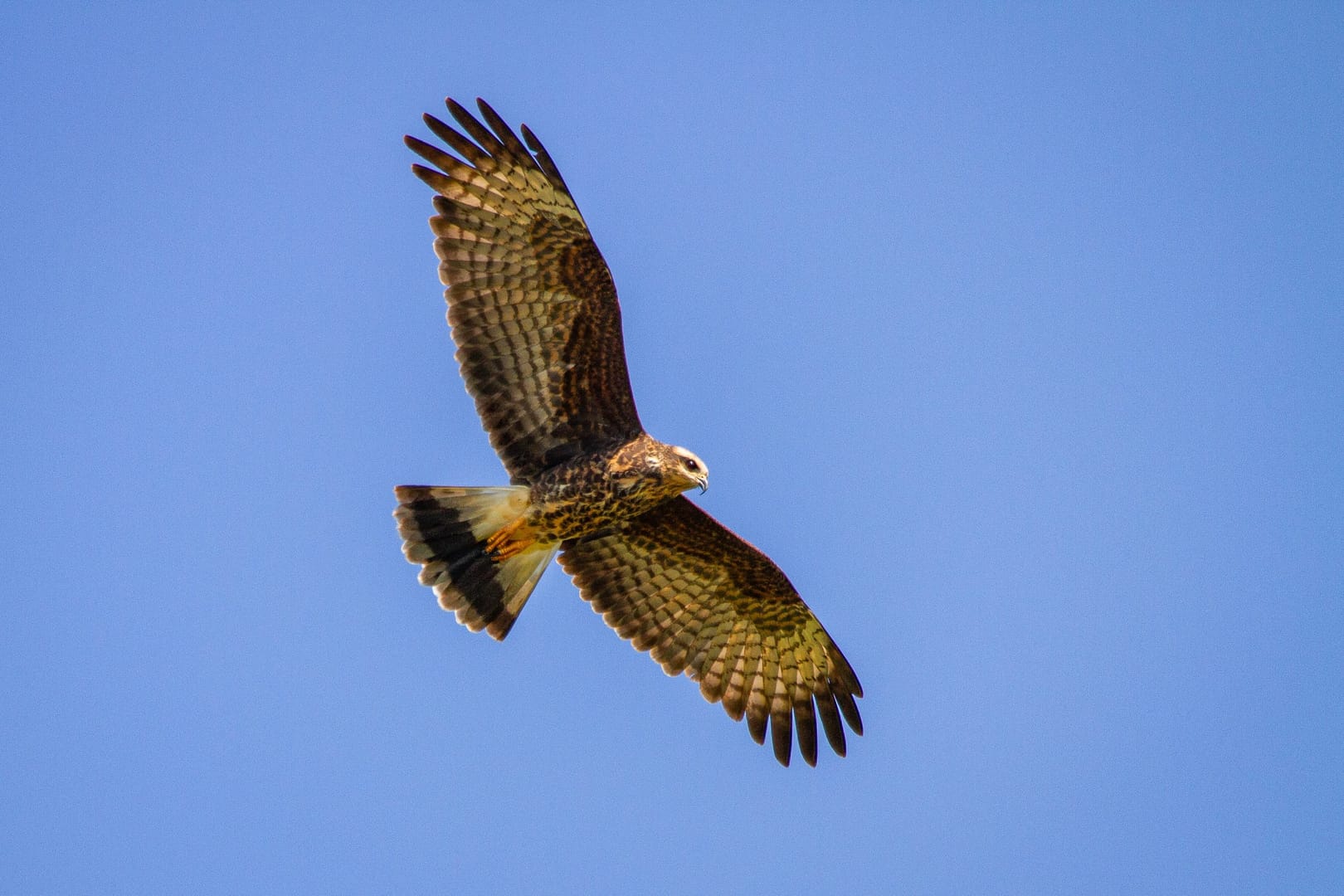 Soaring hawk