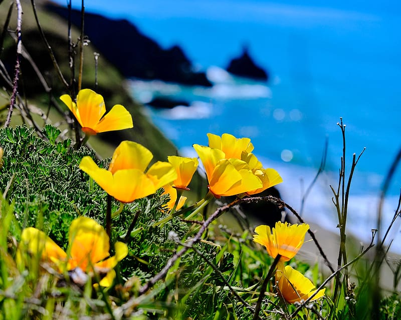 Sunlit golden California poppies at the edge of a cliff overlooking the deep blue Pacific Ocean at Bodega Head.