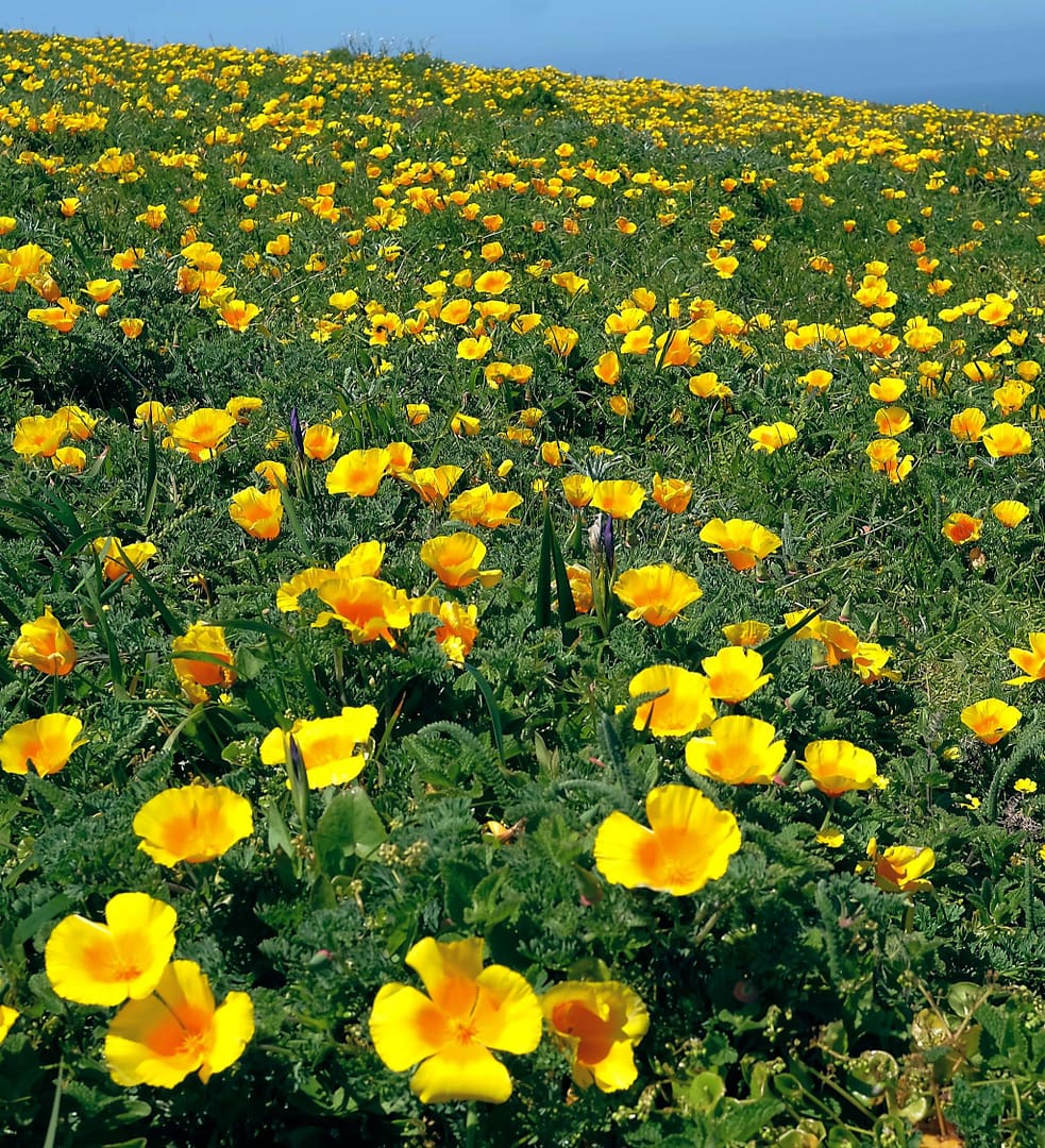 Poppies superbloom on Bodega Head.