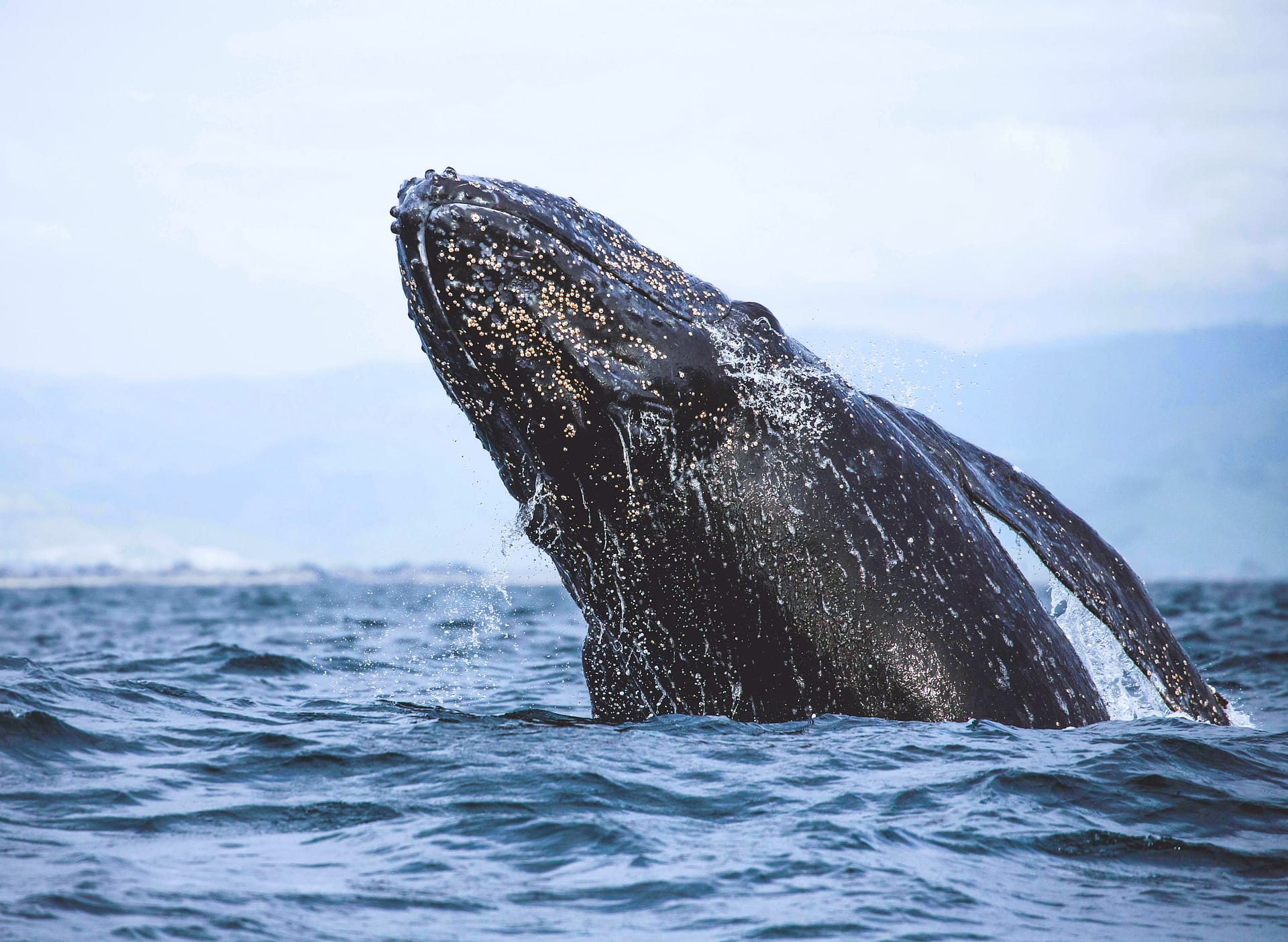 Grey Whale Bodega Head
