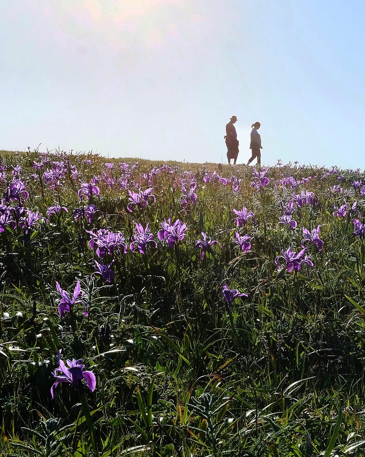 People walking through superbloom of purple wild iris wildflowers on Bodega Head.