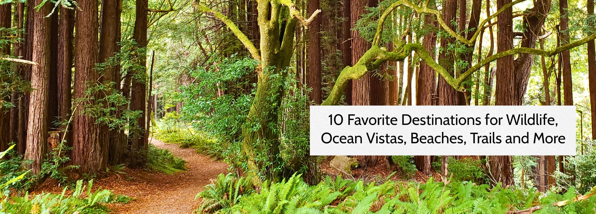 Hiking trail through the redwood forests of the Pacific Coast in northern California.