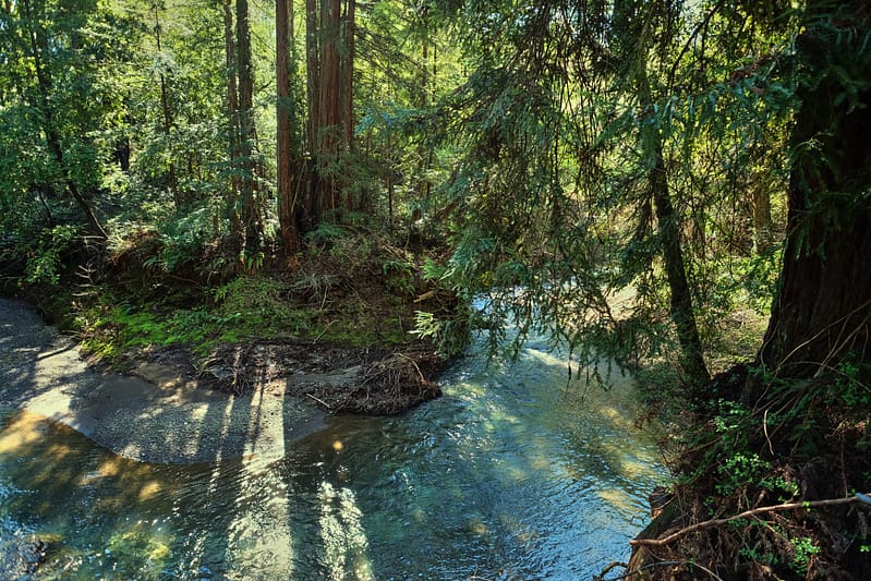 stream through redwood forest