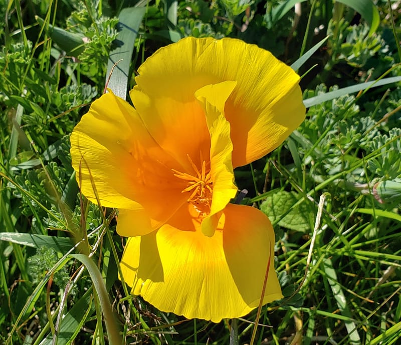 First Poppy