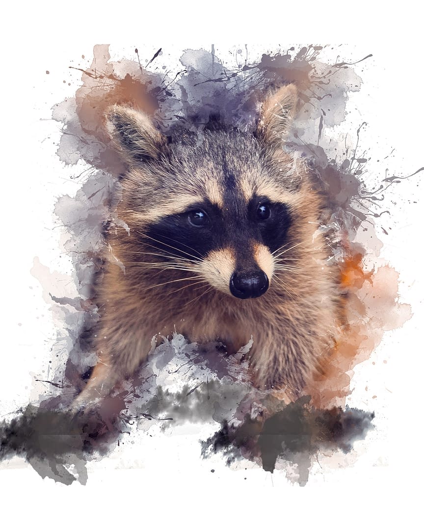Young racoon watching